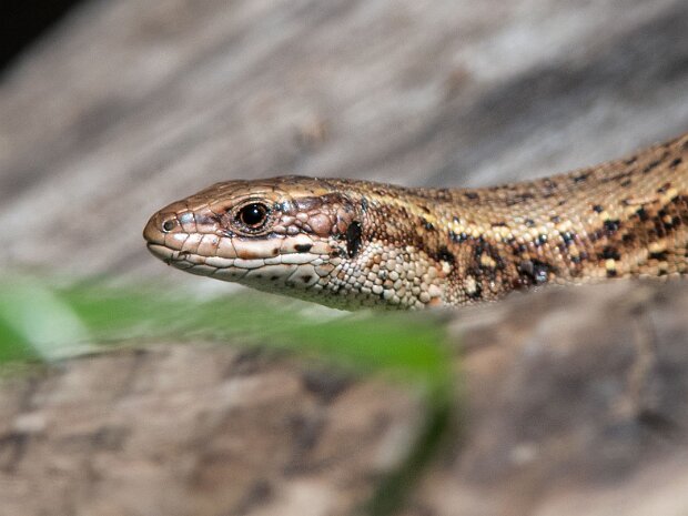 Jaszczurka żyworodna