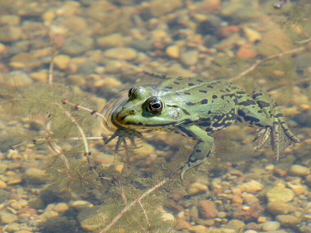 Żaba wodna
