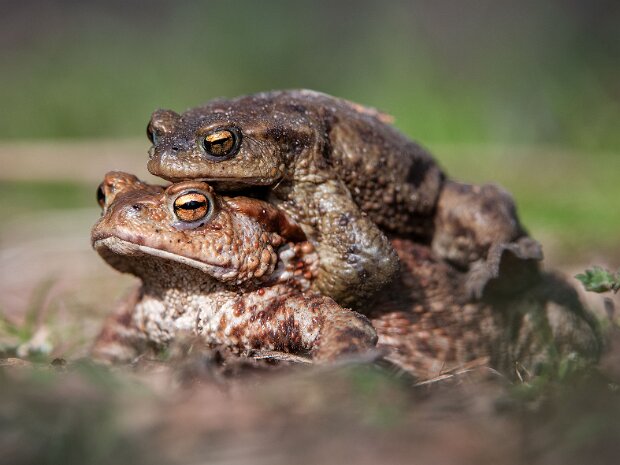 Ropucha szara