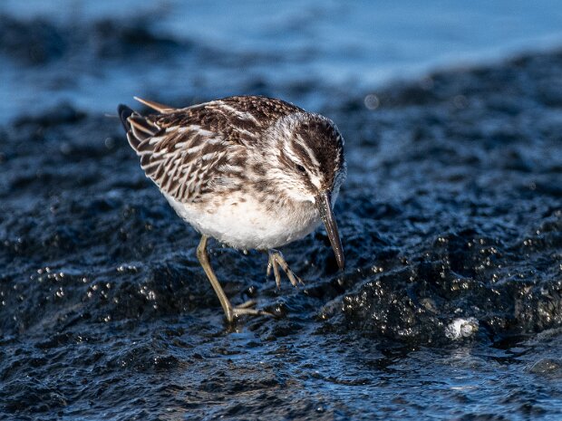 Biegus Płaskodzioby