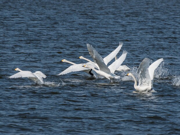 Łabędź czarnodzioby