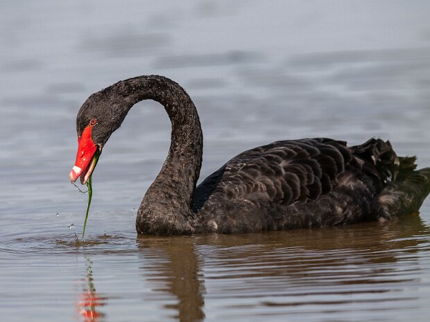 Łabędź czarny
