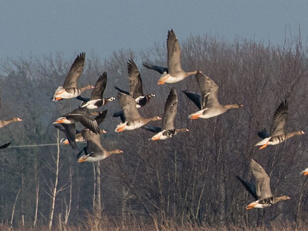 Brenikla rdzawoszyia