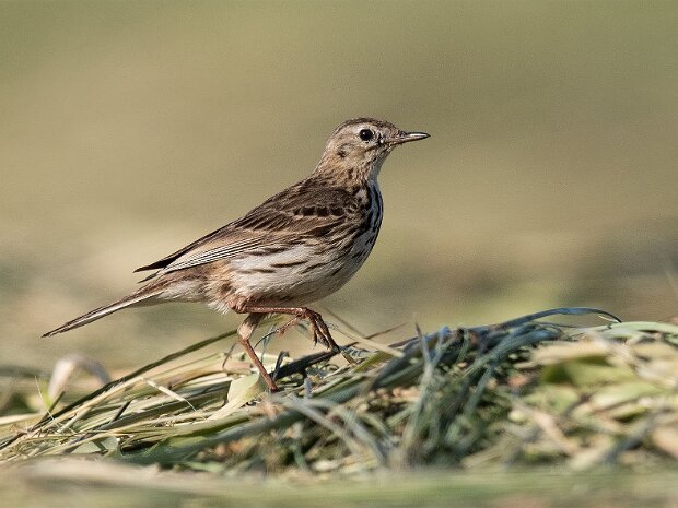 Świergotek łąkowy