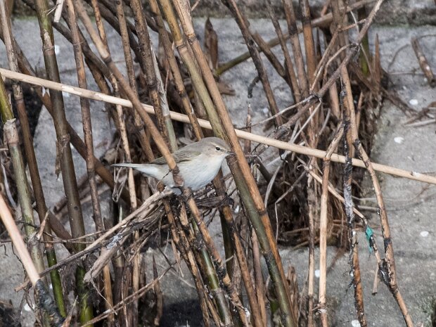 Pierwiosnek Syberyjski