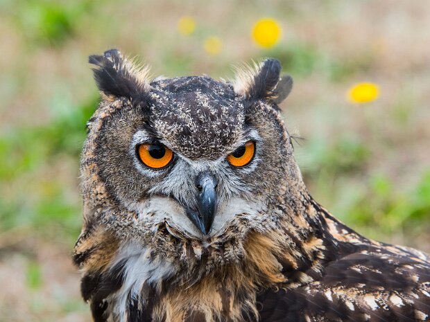 Puchacz (ptak sokolniczy)