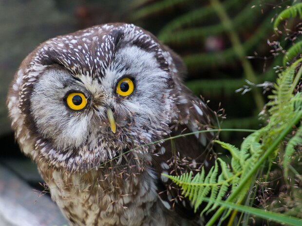 Włochatka (ptak sokolniczy)