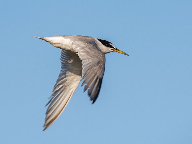 Rybitwa białoczelna