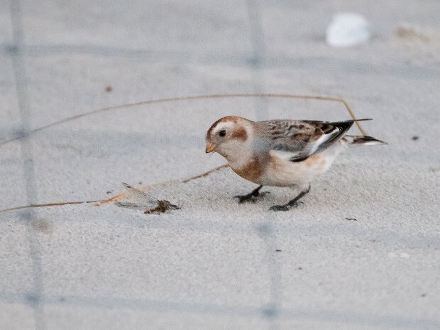 Śnieguła (dokumentacyjne)