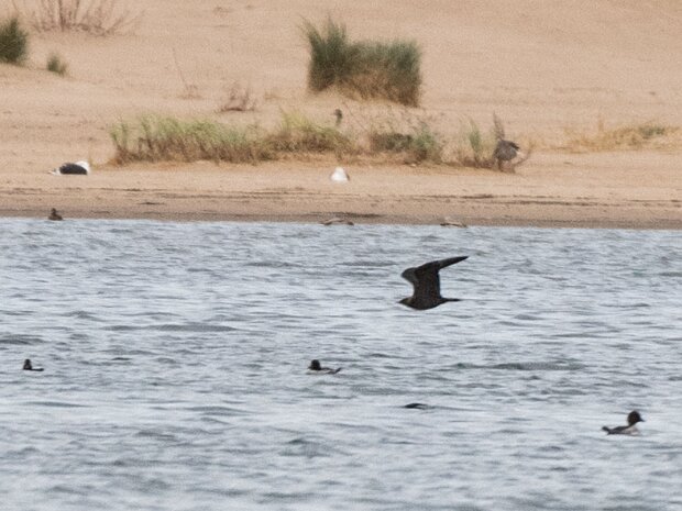 Wydrzyk ostrosterny (dokumentacyjne)