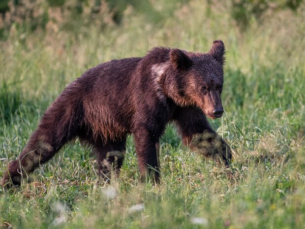 Niedźwiedź brunatny