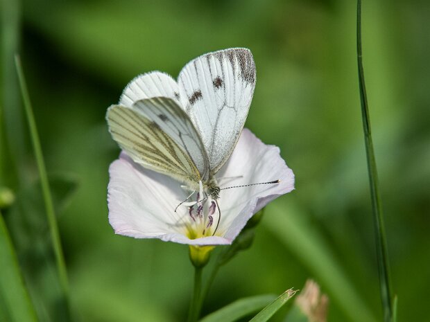 Bielinek bytomkowiec