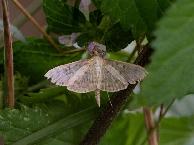 Boczanka brązowianka