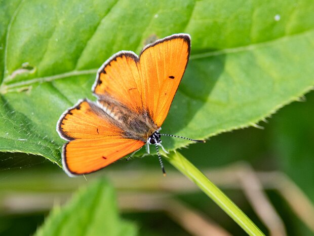 Czerwończyk nieparek