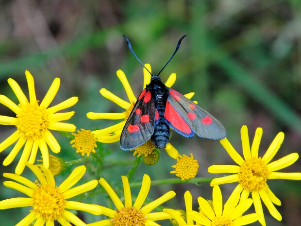 Kraśnik pięcioplamek