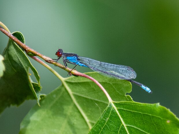 Oczobarwnica większa