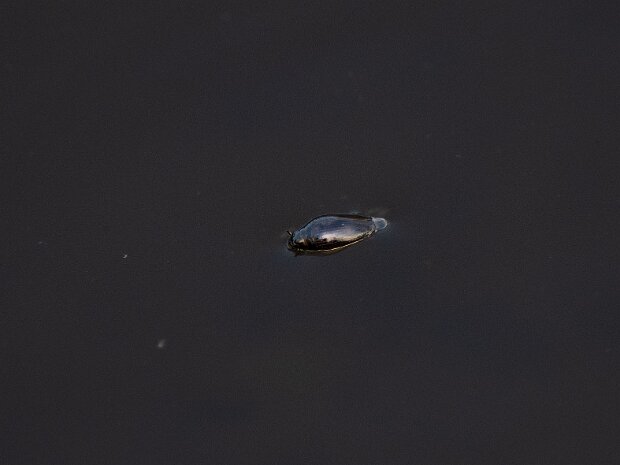 Pływak żółtobrzeżek