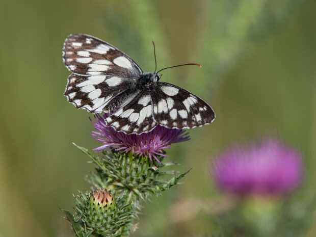 Polowiec szachownica