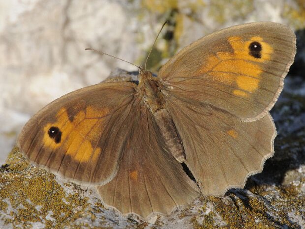 Przestrojnik jurtina