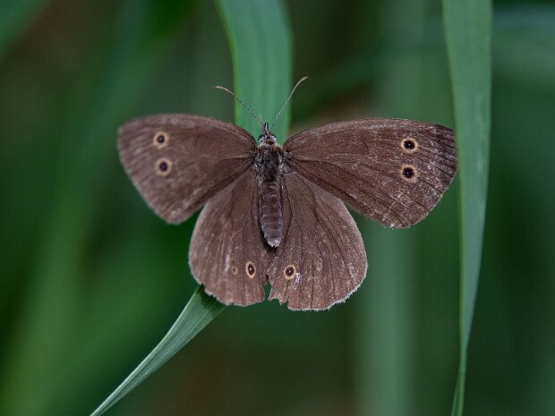 Przestrojnik trawnik