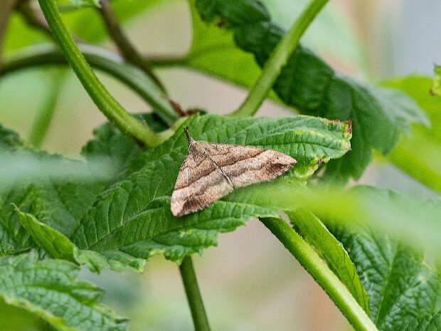 Rozszczepka śnicianka