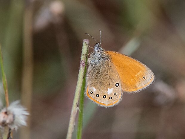 Strzępotek glicerion