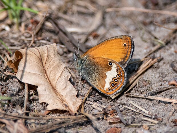 Strzępotek perełkowiec