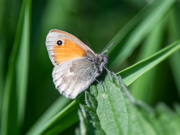 Strzępotek ruczajnik