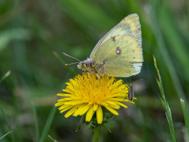 Szlaczkoń siarecznik