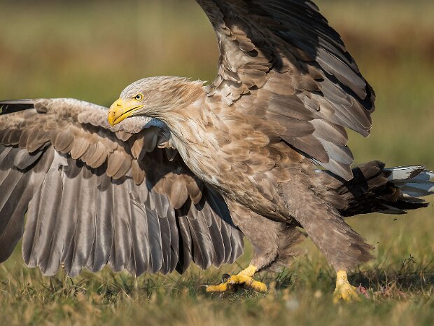 Wildlife Photography